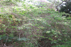 Cordia alba